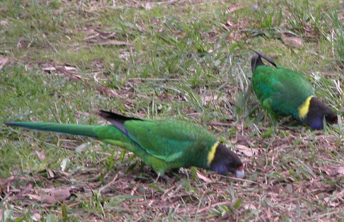 A pair of &quot;28s&quot; parrots on the ground near Peaceful Bay