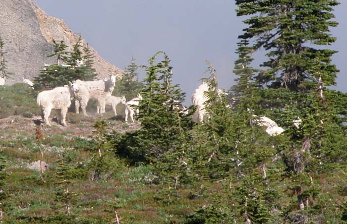 A herd of the Mountain Goats that have given this Wilderness area its name.