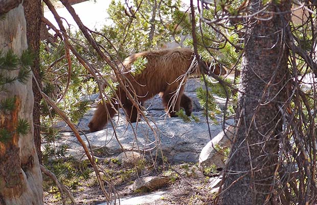 Our morning bear [cub] in Rogers Meadow ... but where's the mother?