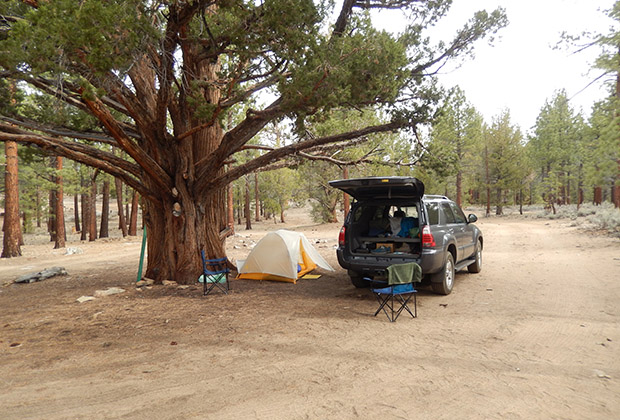April 29 and I'm car-camped at the Big Tree near Fish Creek.