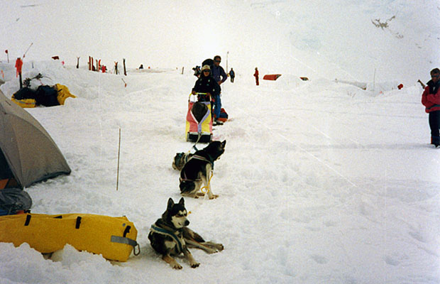A rare sight on the mountain - a dog sled team at the 14,200' camp.