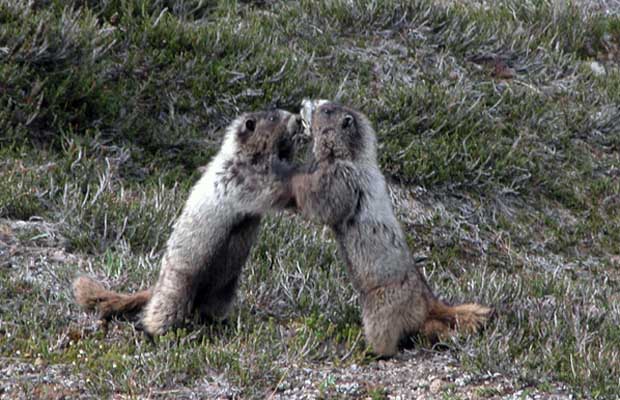 Dueling marmots ... or whatever they're doing? Cute little critters, but pesky!