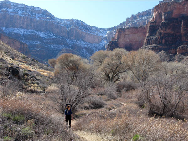 Lucy descending through the cottonwoods of Indian Garden. South Rim above.