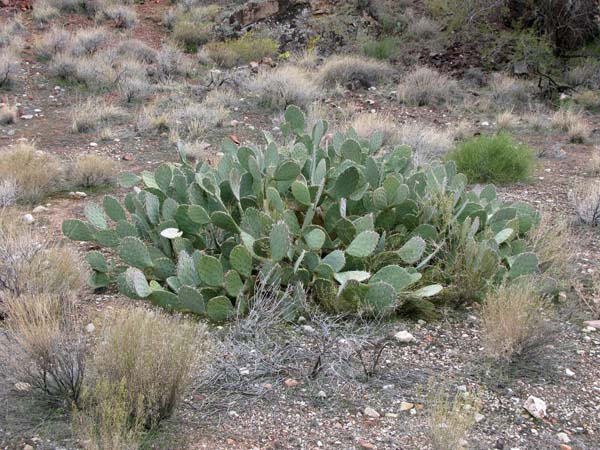 A flourishing circle of cacti growing in the upper reaches of Bright Angel Canyon.