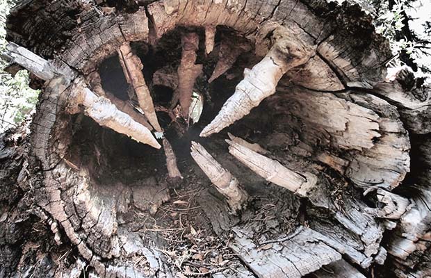 A hollowed out Red Fir [Widow Maker] with branches still inside the empty trunk.