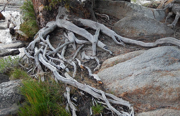 Fantastic root structure alongside Bear Creek