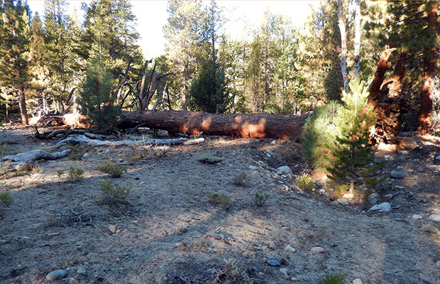 The Fallen Tree campsite ... this dead hulk was still standing last year