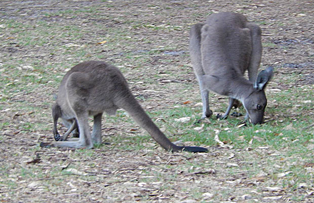 Kangaroos at our campground near Ocean Beach.
