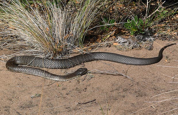 The highly venomous, and prolific Western Tiger Snake on the Track.