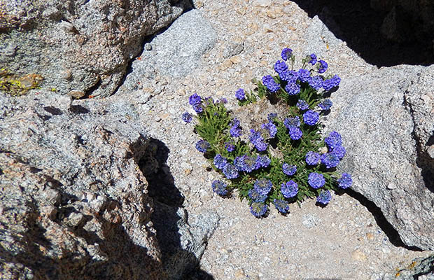 The fabulous &quot;Sky Pilot&quot; blooms in the rocks at 13,200' on Mount Langley.