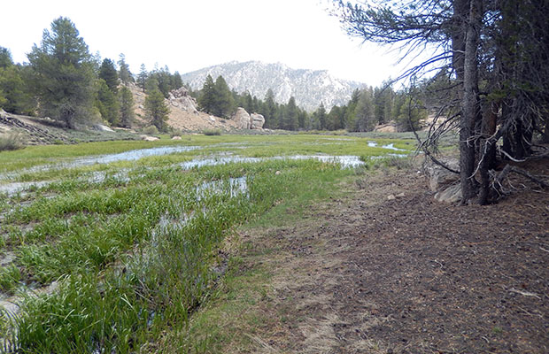 A very wet section of Dry Creek Meadow, looking east