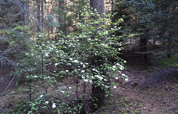 The Dogwoods are flowering near Upper Jakes Spring.