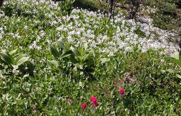 An abundant display of white Avalanche Lilies and a scattering of the Magenta Paintbrush 