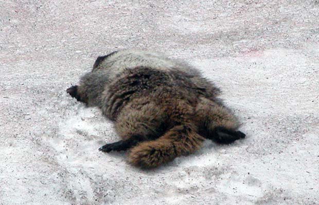A marmot cooling off on the snow.