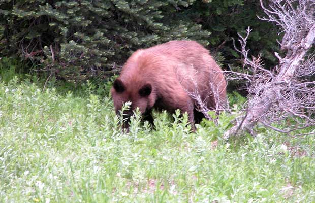 A cinnamon colored black bear encountered by the side of the trail, south of Indian Bar 