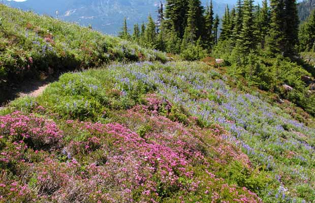  A prolific display of alpine wildflowers on Emerald Ridge.