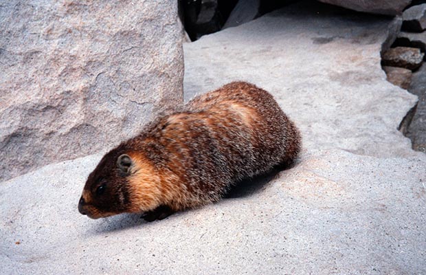 June 1988, a happy little critter on the summit of Whitney - Mr Marmot looking for a handout!